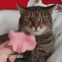 Galaxy Brain Flower Cat GIF