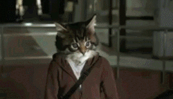 Gang Cat Fight GIF