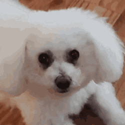 Gangey Snowbs GIF