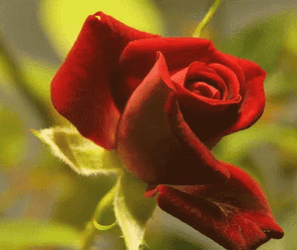 Garden Red Rose Flower Blooming GIF