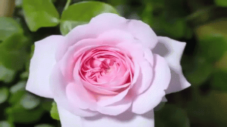 Garden Rose Flower Blooming GIF