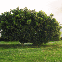 Gardening Trimming Plant GIF