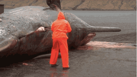 Gas Explosion Dead Whale GIF