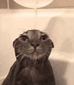 Gato Cat GIF
