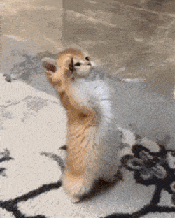 Gato GIF