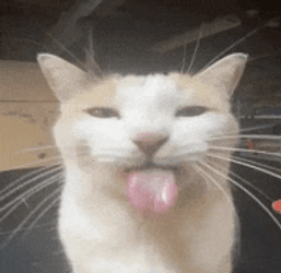 Gato Lengua Meme GIF