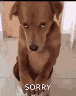 Gatogod GIF