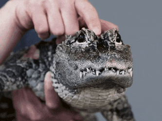 Gators Head Rubbing GIF