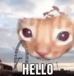 Gay Cat Saying Hi Meme GIF