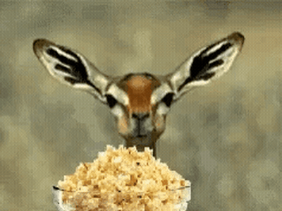 Gazelle Looking at Bowl of Popcorn