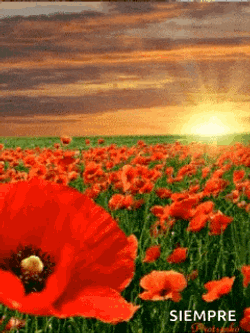 Gelincik Cicek GIF