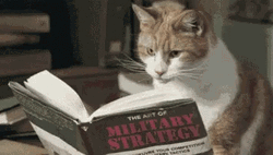 Genius Cat Study Military Strategy Book Reading