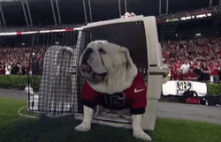 Georgia Bulldogs Beloved Dog Uga  GIF