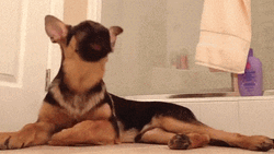 German Shepherd Barking GIF
