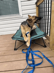 German Shepherd Biting A Stick GIF