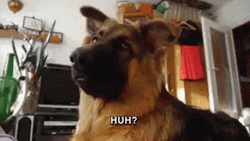 German Shepherd Confused Dog GIF