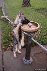 German Shepherd Drinking Water GIF