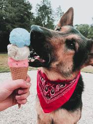 German Shepherd Eats Ice Cream GIF