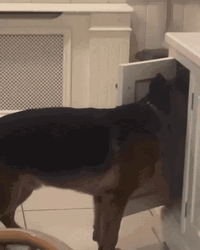 German Shepherd Grab A Food GIF