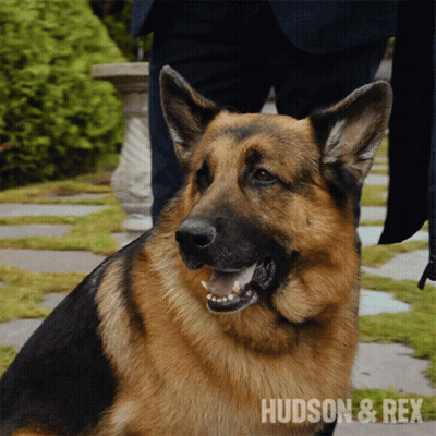 German Shepherd Hudson & Rex GIF