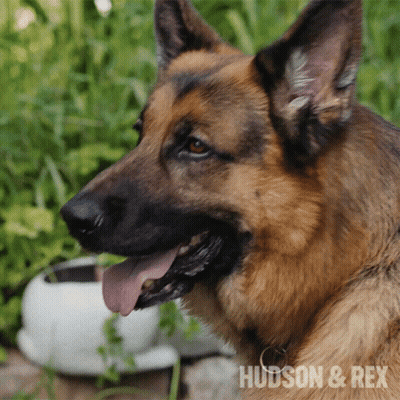 German Shepherd Hudson & Rex GIF