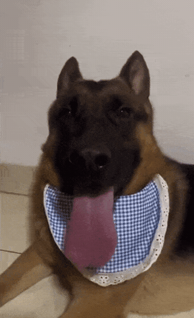German Shepherd In Blue And White Plaid Bandana GIF