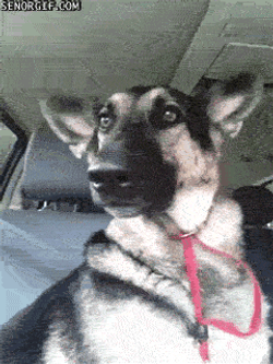 German Shepherd In The Car GIF