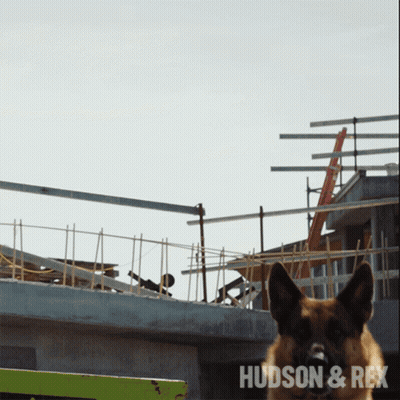 German Shepherd Jumping With Hudson & Rex Behind GIF
