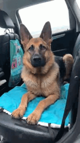 German Shepherd Laying In Back Seat Of Car On Blue Blanket GIF