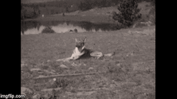 German Shepherd Laying On The Ground GIF