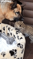 German Shepherd Licking Baby Leopard GIF