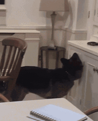German Shepherd Looking For Something GIF