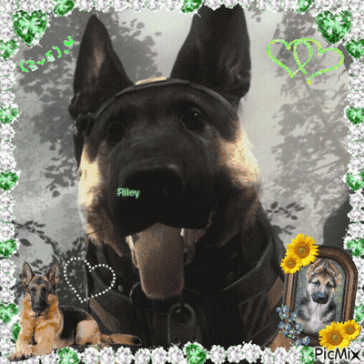 German Shepherd Named Filey