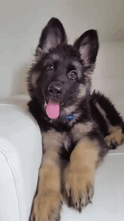 German Shepherd Puppy Laying On White Couch With Tongue Out GIF