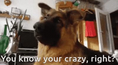 German Shepherd Saying You Know Your Crazy GIF