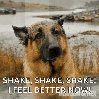 German Shepherd Shake Shake Shake I Feel Better Now GIF