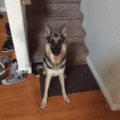 German Shepherd Sitting In Hallway Next To Staircase GIF