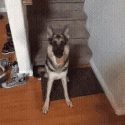 German Shepherd Sitting On Rug Next To Stairs GIF