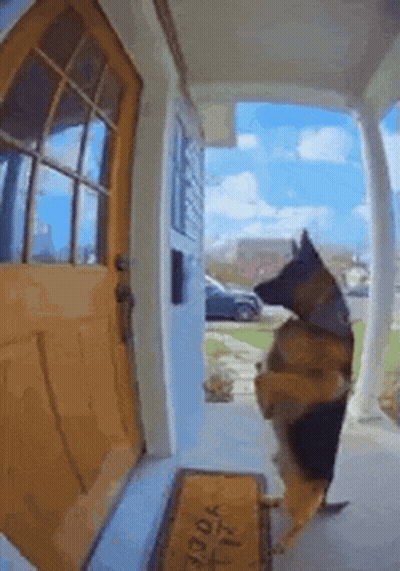 German Shepherd Standing On Hind Legs At Door With Welcome Mat GIF