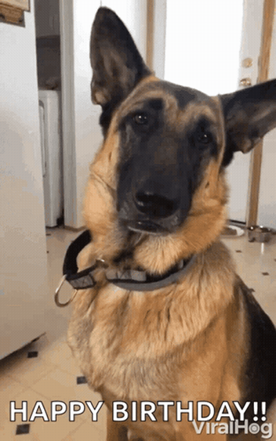 German Shepherd With Collar Saying Happy Birthday ViralHog GIF