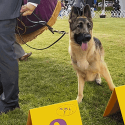 German Shepherd With His Owner GIF