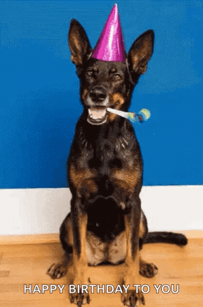 German Shepherd With Party Hat And Party Horn GIF