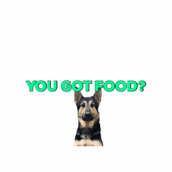 German Shepherd You Got Food GIF