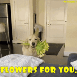 Get Better Soon Flowers For You GIF