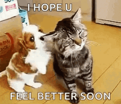 Get Better Soon Sweet Puppy Hugging Kitten GIF