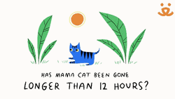 Get Help From Local Shelter For Missing Cat GIF