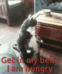 Get In My Belly I'm Hungry Cat GIF