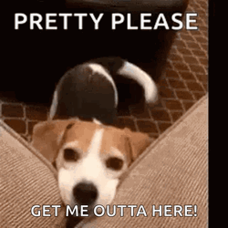 Get Me Out Of Here Please Dog GIF