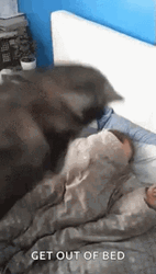 Get Out Of Bed Husky GIF