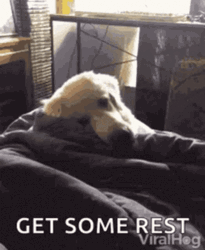 Get Some Rest And Get Better Soon Dog GIF